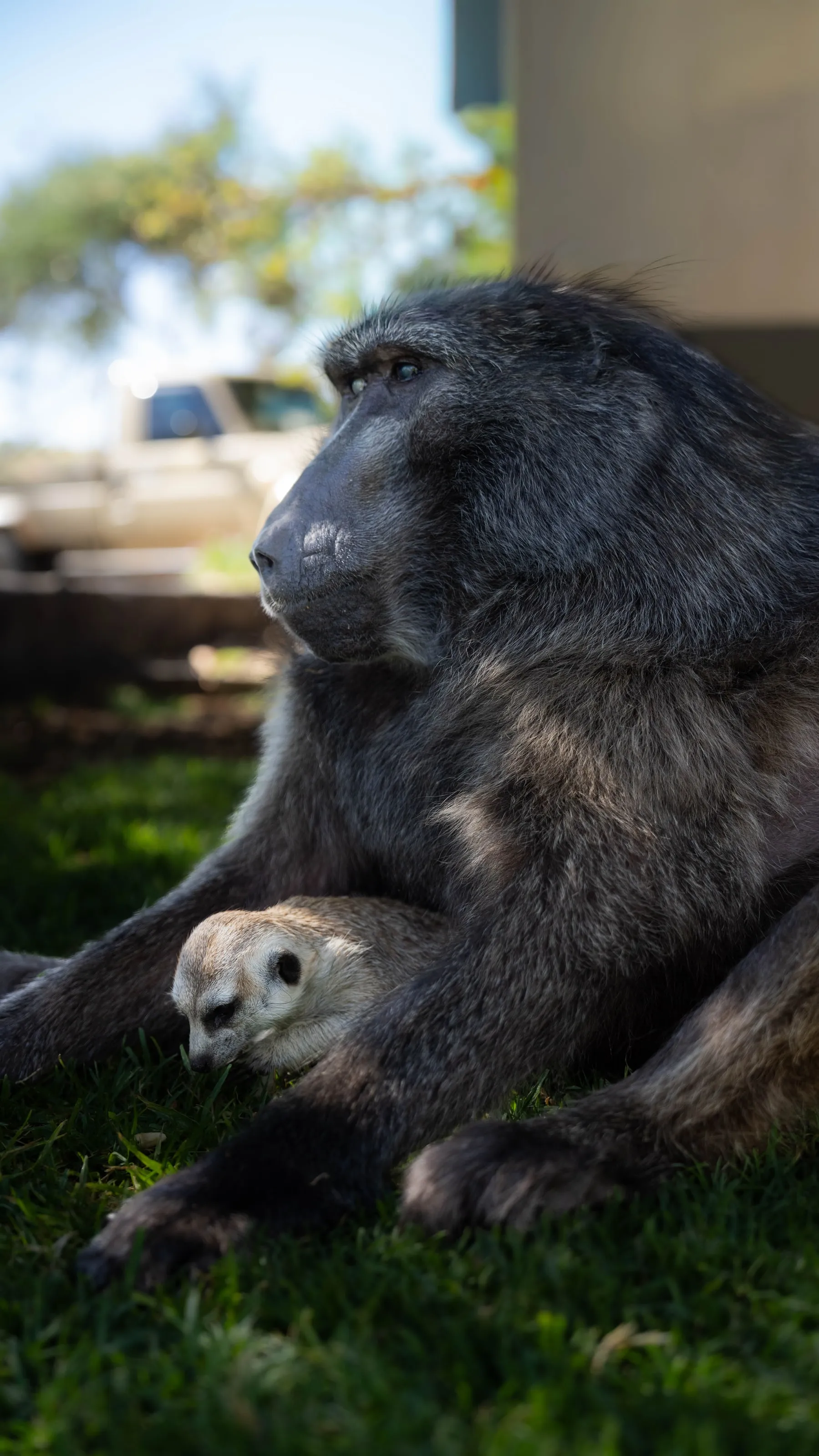 Cindy the baboon cradling a young animal