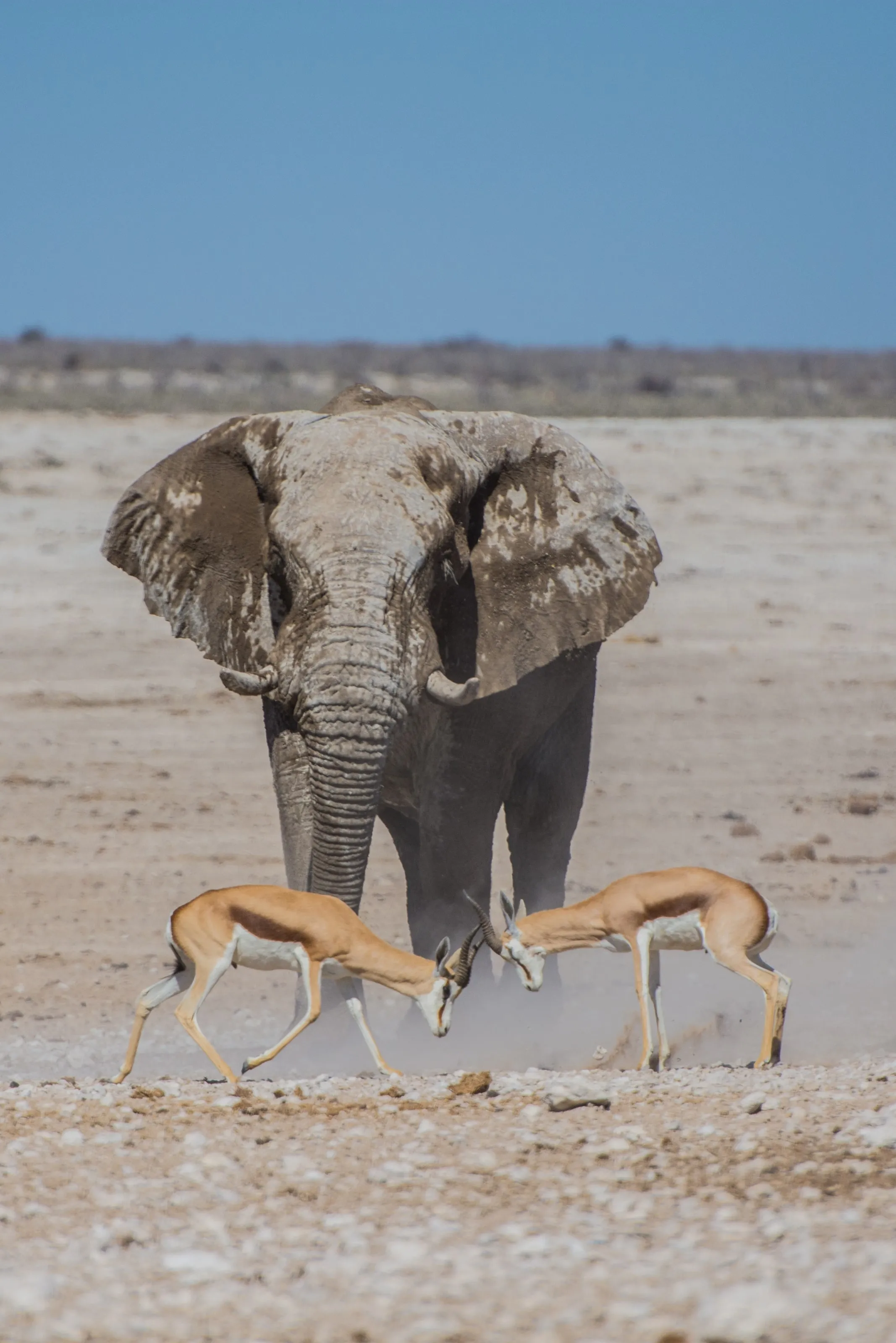 An elephant and two springbok at a salt pan