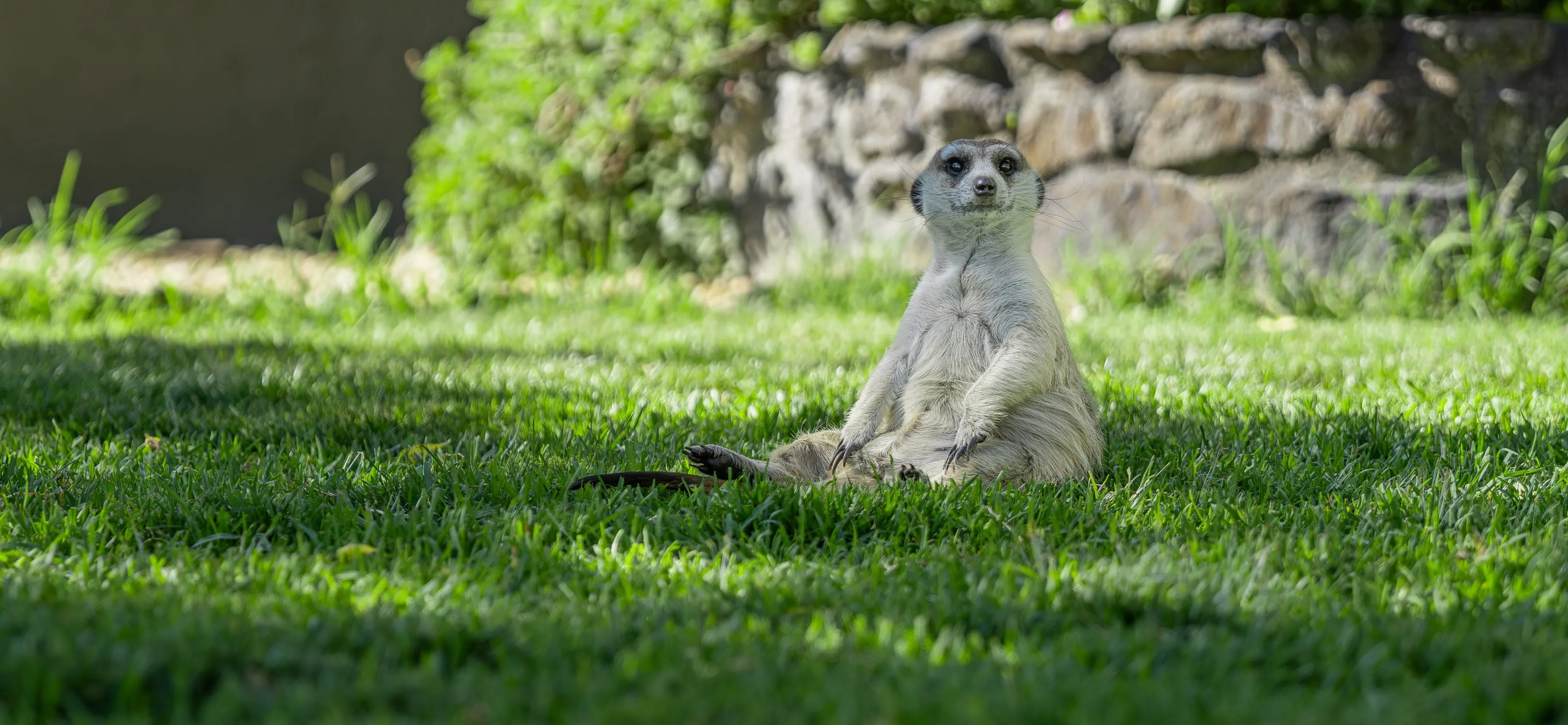 A meerkat sitting upright on the lawn