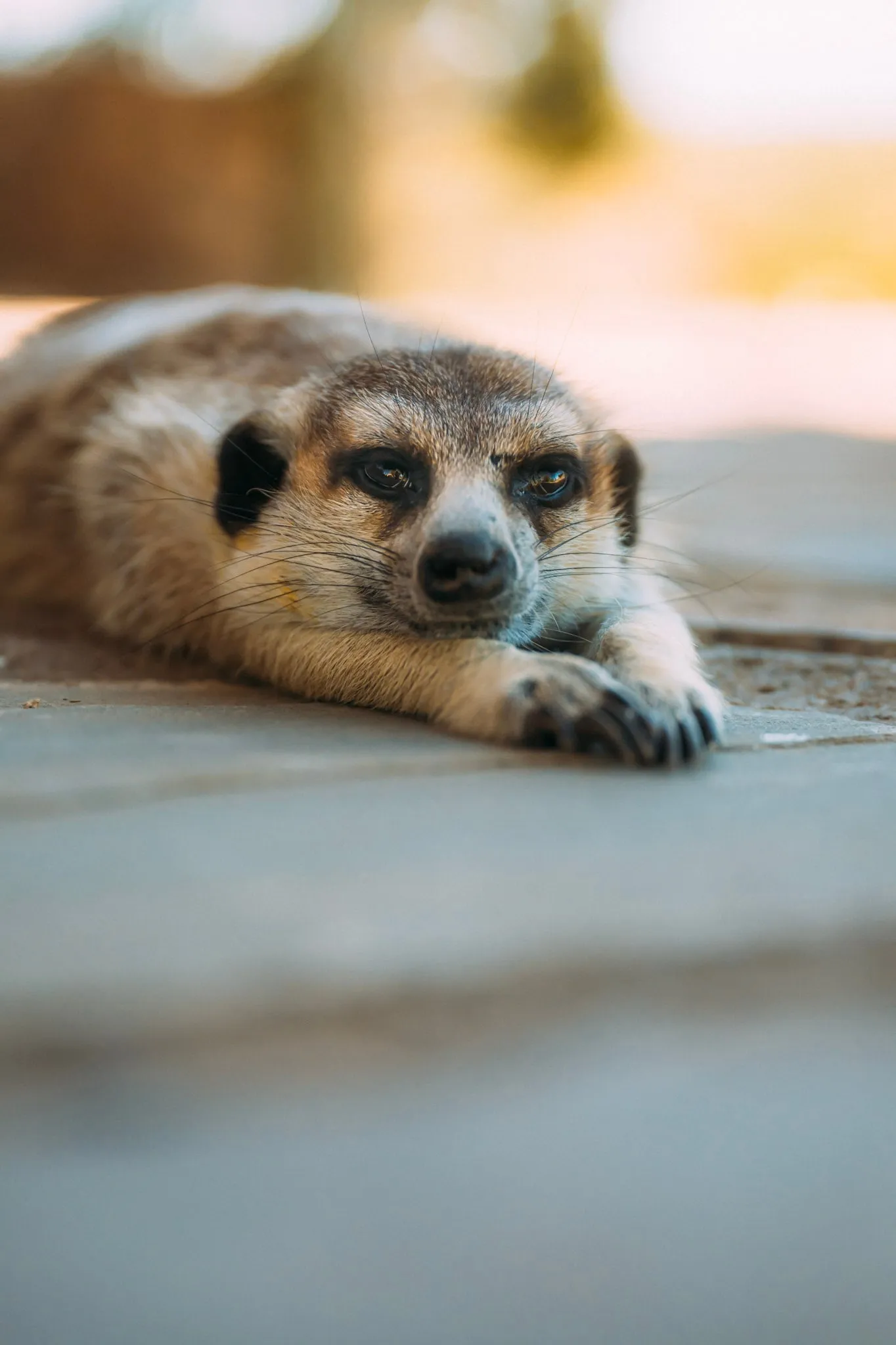 A meerkat resting its head on warm stone