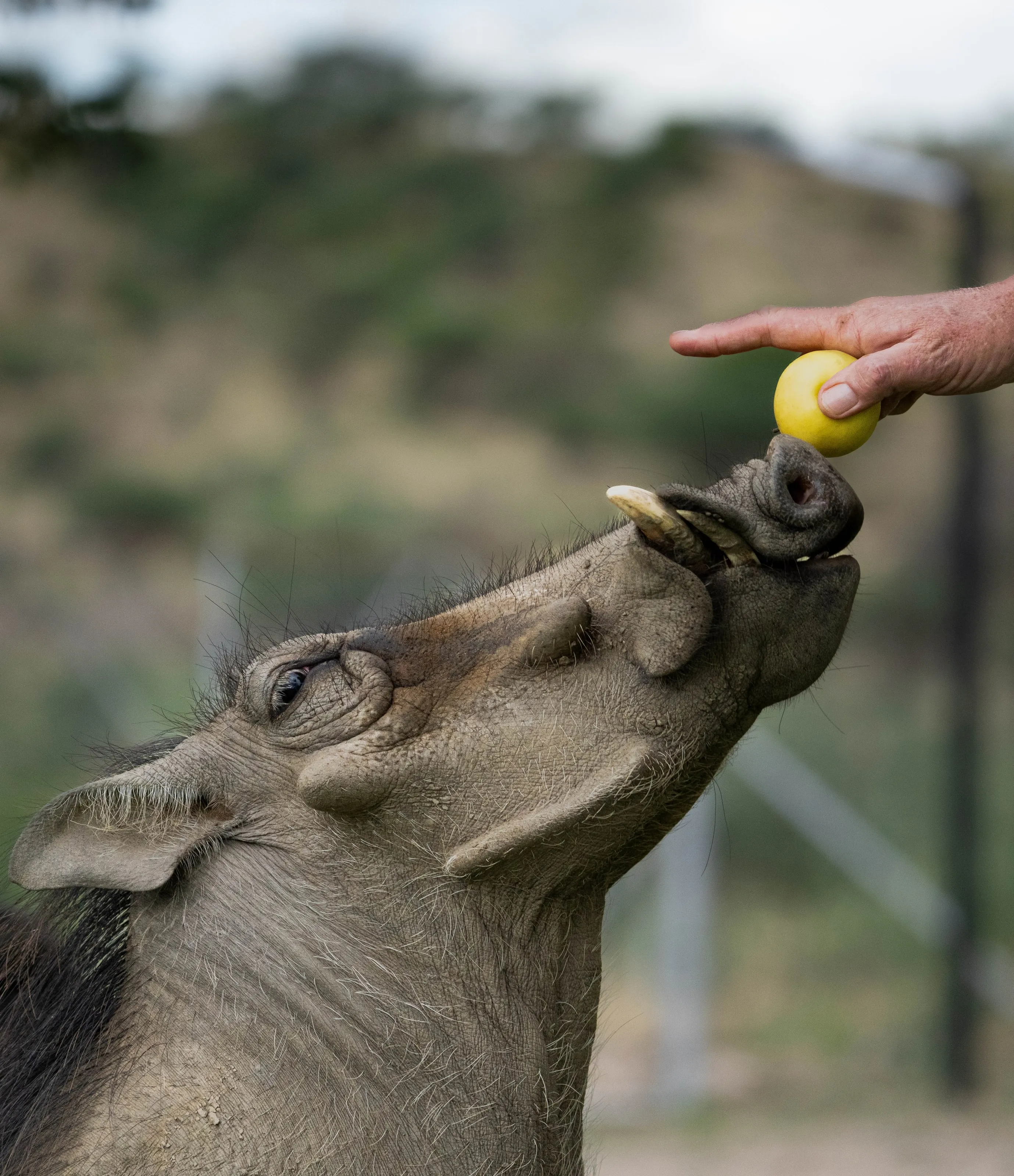 A warthog reaching for an apple from a hand