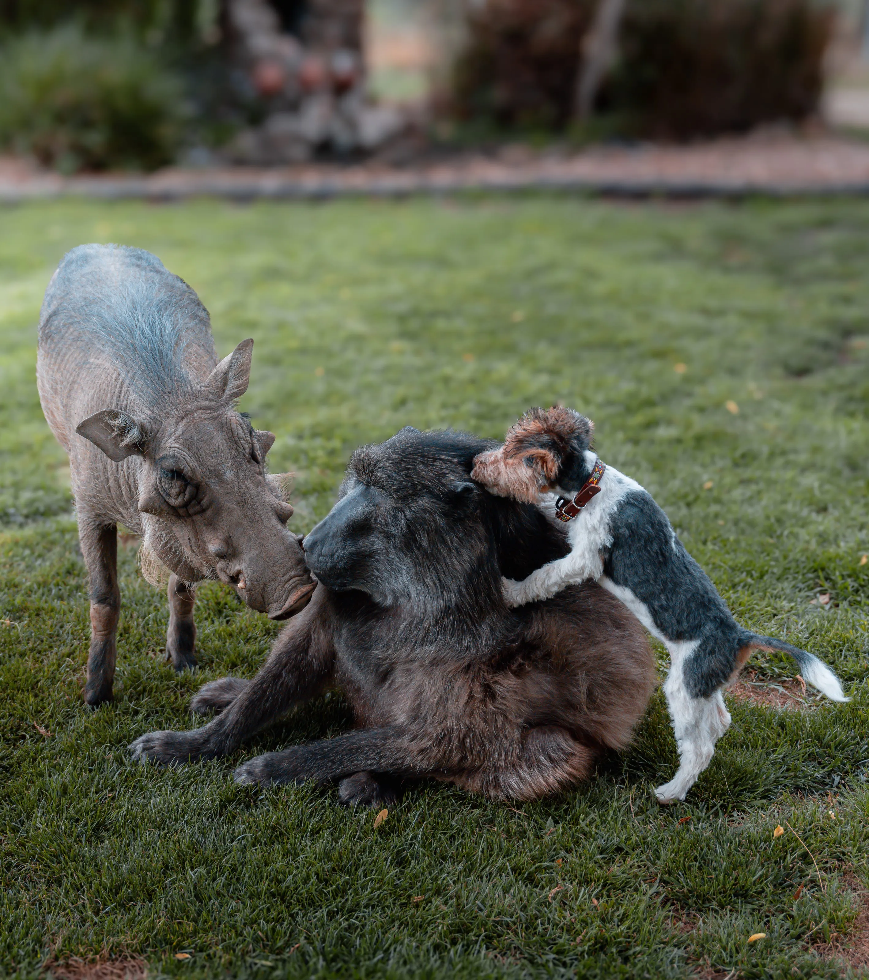 A warthog, a baboon and a small dog playing together on the lawn