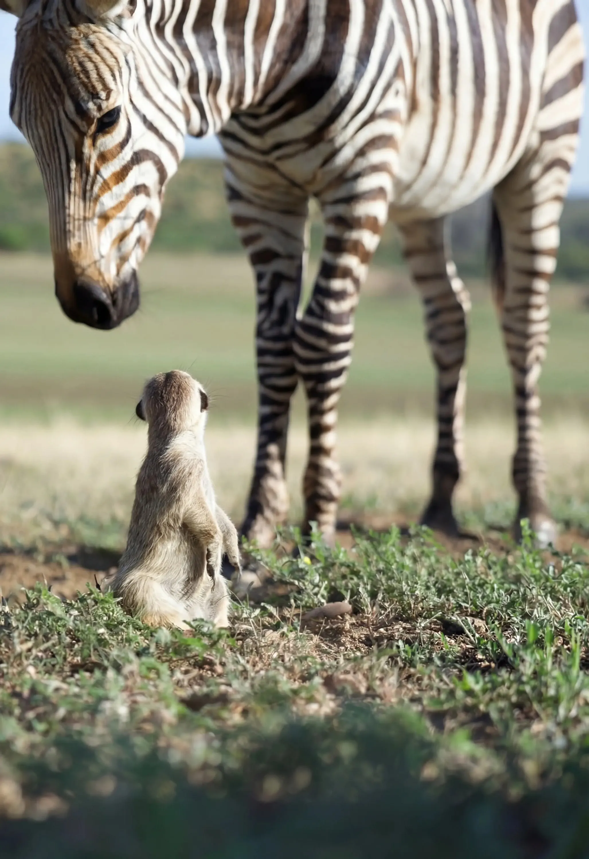 A young zebra and a meerkat face to face